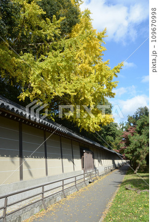 秋の京都御苑　築地塀とイチョウの黄葉　京都市上京区 109670998