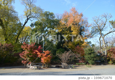 秋の京都御苑 苑内の紅葉 京都市上京区 秋の京都御苑 苑内の紅葉 京都市上京区 109671070