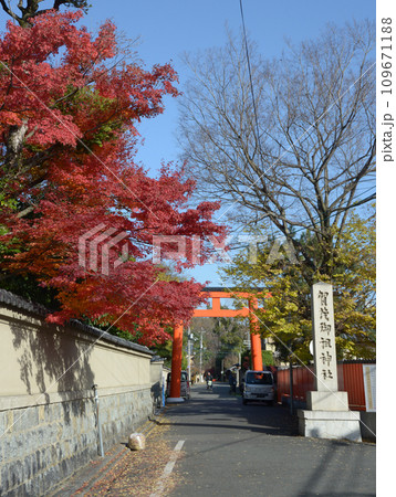 秋の下鴨神社 参道入口の鳥居と紅葉 京都市左京区 秋の下鴨神社 参道入口の鳥居と紅葉 京都市左京区 109671188