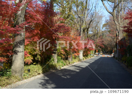 秋の下鴨神社　参道の紅葉　京都市左京区 109671190