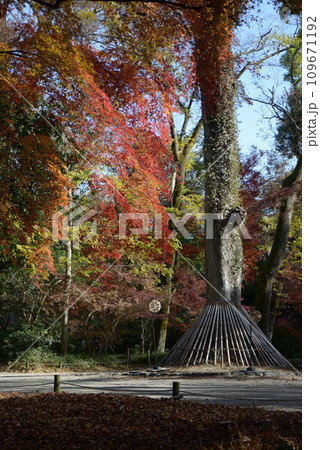 秋の下鴨神社　参道の紅葉　京都市左京区 109671192