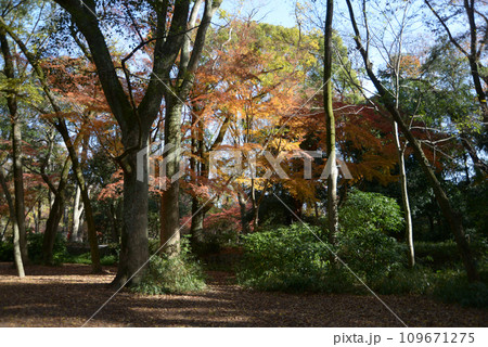 秋の下鴨神社　紅葉の糺の森　京都市左京区 109671275