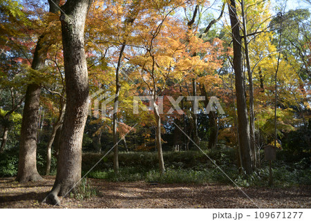 秋の下鴨神社　紅葉の糺の森　京都市左京区 109671277
