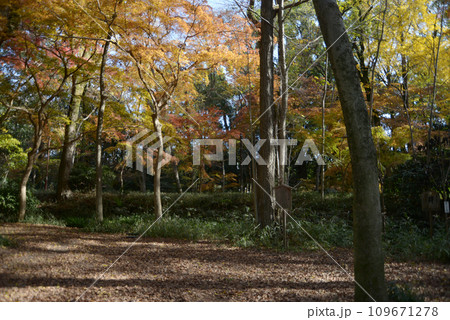 秋の下鴨神社 紅葉の糺の森 京都市左京区 秋の下鴨神社 紅葉の糺の森 京都市左京区 109671278
