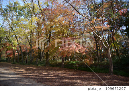 秋の下鴨神社　紅葉の糺の森　京都市左京区 109671297