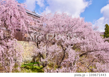 満開の桜につつまれる上田城 満開の桜につつまれる上田城 109671443
