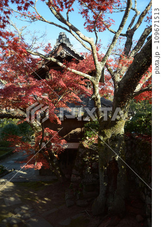 禅華院　山門の紅葉　京都市左京区修学院 109671513