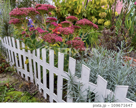 in autumn, a bright blooming flowerbed in the country 109671647