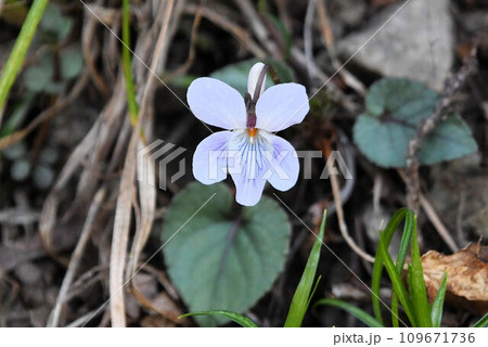 六甲の早春に見られた白色の花弁に青色の筋が入った花が綺麗なシロバナナガバノタチツボスミレ 六甲の早春に見られた白色の花弁に青色の筋が入った花が綺麗なシロバナナガバノタチツボスミレ 109671736