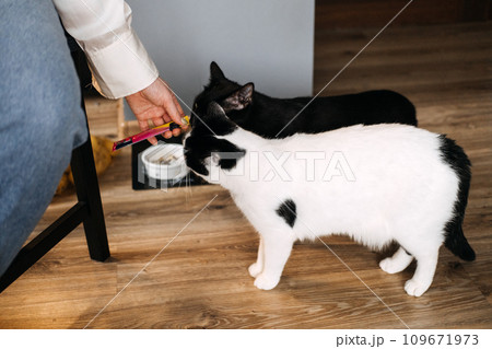 Two Cats Being Fed by Hand in a Home. A person's hand offering a treat to two attentive cats waiting beside their food bowls in a domestic setting. 109671973