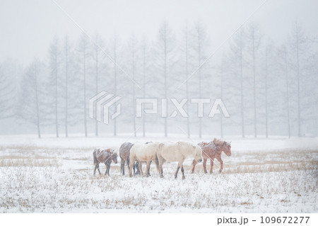 冬の道産子 冬の道産子 109672277