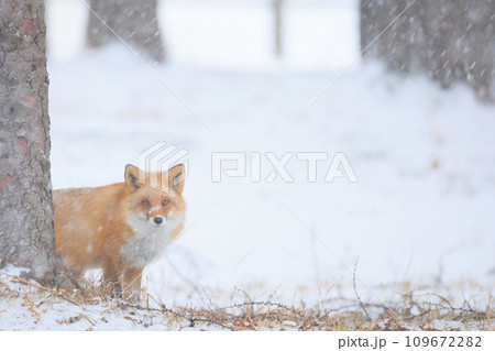 キタキツネ キタキツネ 109672282