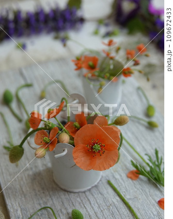 ポピーと紫の花 109672433