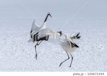 道東の冬景色 丹頂鶴 道東の冬景色 丹頂鶴 109672494
