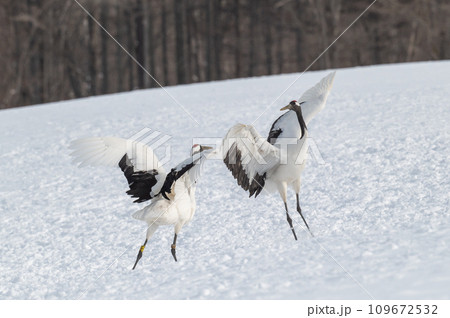道東の冬景色　丹頂鶴 109672532