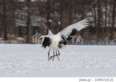 道東の冬景色 丹頂鶴 道東の冬景色 丹頂鶴 109672610