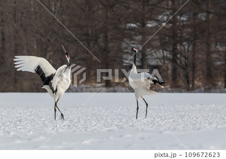 道東の冬景色 丹頂鶴 道東の冬景色 丹頂鶴 109672623