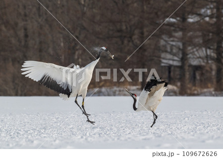 道東の冬景色 丹頂鶴 道東の冬景色 丹頂鶴 109672626