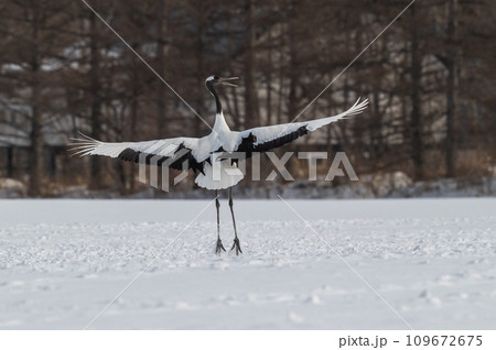 道東の冬景色　丹頂鶴 109672675