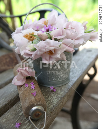 薄紫の薔薇 109672754