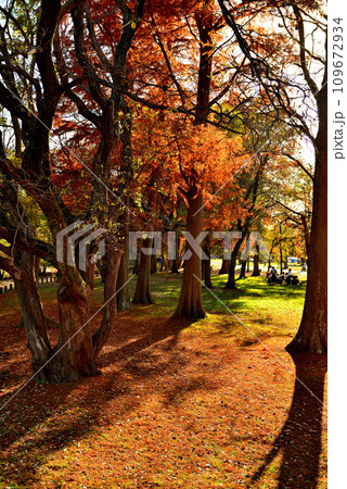 晩秋の水元公園 紅葉の風景 109672934