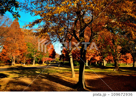 晩秋の水元公園 紅葉の風景 晩秋の水元公園 紅葉の風景 109672936
