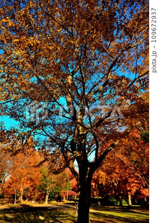 晩秋の水元公園 紅葉の風景 109672937