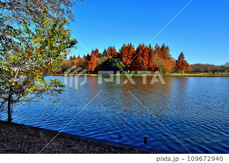 晩秋の水元公園 紅葉の風景 109672940