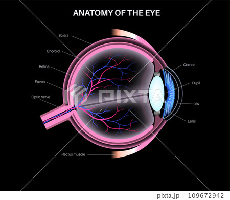 Eye anatomy poster Eye anatomy poster 109672942