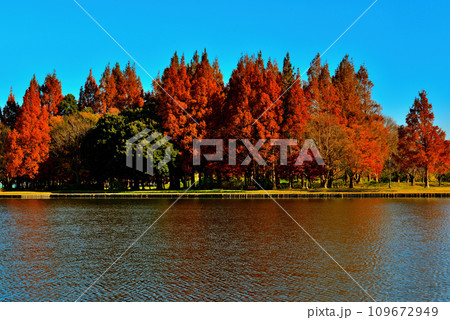 晩秋の水元公園 紅葉の風景 109672949