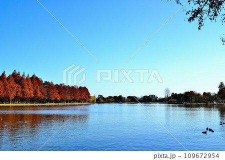 晩秋の水元公園 紅葉の風景 晩秋の水元公園 紅葉の風景 109672954