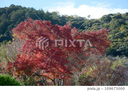 秋の嵯峨野　山の紅葉　京都市右京区 109673000