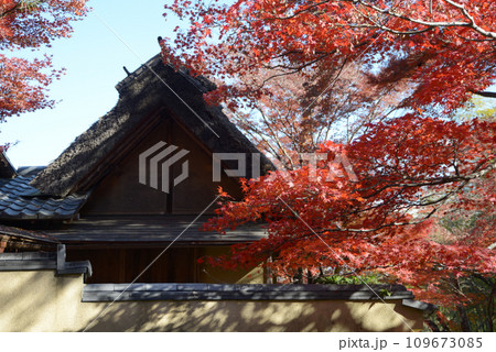 秋の嵯峨野　紅葉と茅葺の屋根　京都市右京区 109673085