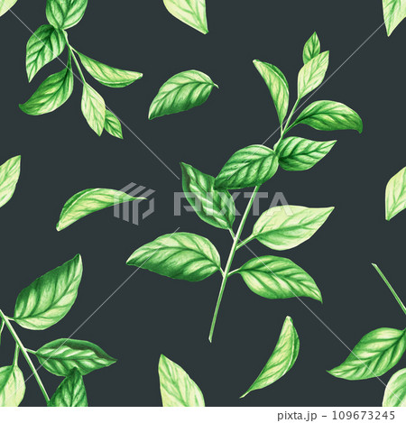 Watercolor seamless pattern of fresh peppermint leaves isolated on background. Detail of beauty products and botany set, cosmetology and medicine. For designers, spa decoration, postcards, wrapping 109673245