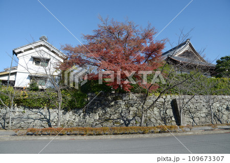 秋の金戒光明寺　境内の紅葉　京都市左京区黒谷 109673307