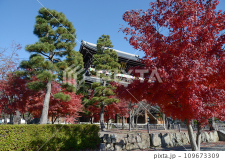 秋の金戒光明寺　山門　京都市左京区黒谷 109673309