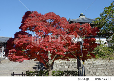 秋の金戒光明寺 境内の紅葉 京都市左京区黒谷 秋の金戒光明寺 境内の紅葉 京都市左京区黒谷 109673311