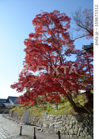 秋の金戒光明寺 境内の紅葉 京都市左京区黒谷 秋の金戒光明寺 境内の紅葉 京都市左京区黒谷 109673312