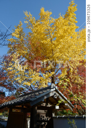 秋の金戒光明寺　西雲院の東門とイチョウの黄葉　京都市左京区黒谷 109673326