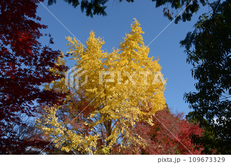 秋の金戒光明寺 西雲院のイチョウの黄葉 京都市左京区黒谷 秋の金戒光明寺 西雲院のイチョウの黄葉 京都市左京区黒谷 109673329
