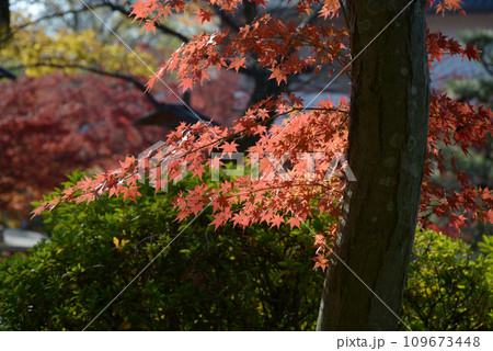 紅葉のもみじ 109673448
