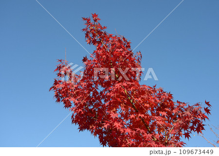 紅葉のもみじ 109673449