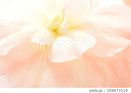 ベゴニアのクローズアップ 花のぼかし ベゴニアのクローズアップ 花のぼかし 109673520