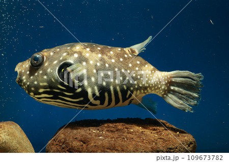 フグ　サザナミフグ　魚　海水魚　泳ぐ魚　White-spotted puffer　puffer 109673782
