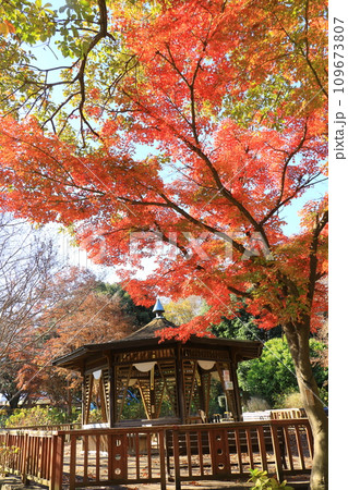 相模原公園　東屋とイロハモミジ 109673807