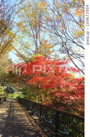 相模原公園 歩道橋にかかる紅葉 相模原公園 歩道橋にかかる紅葉 109673984