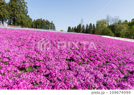 埼玉県秩父市の春　羊山公園の芝桜 109674099