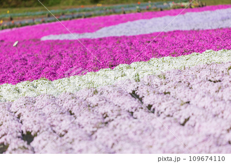 埼玉県秩父市の春　羊山公園の芝桜 109674110