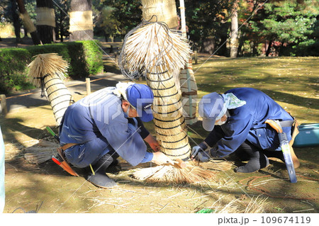 藁囲いする植木職人 109674119