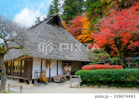 茅葺屋根の民家と紅葉 茅葺屋根の民家と紅葉 109674463